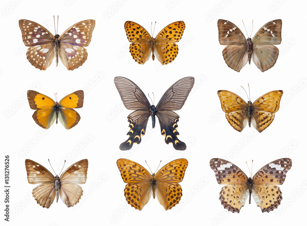 nine beautiful butterfly