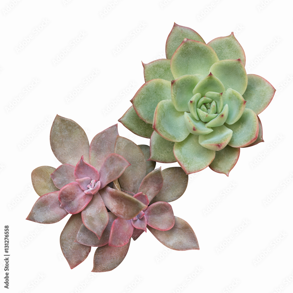 succulent plant isolated