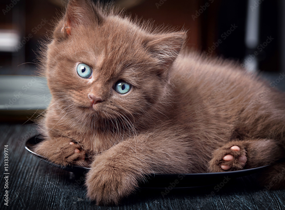 黑色盘子里的棕色小猫