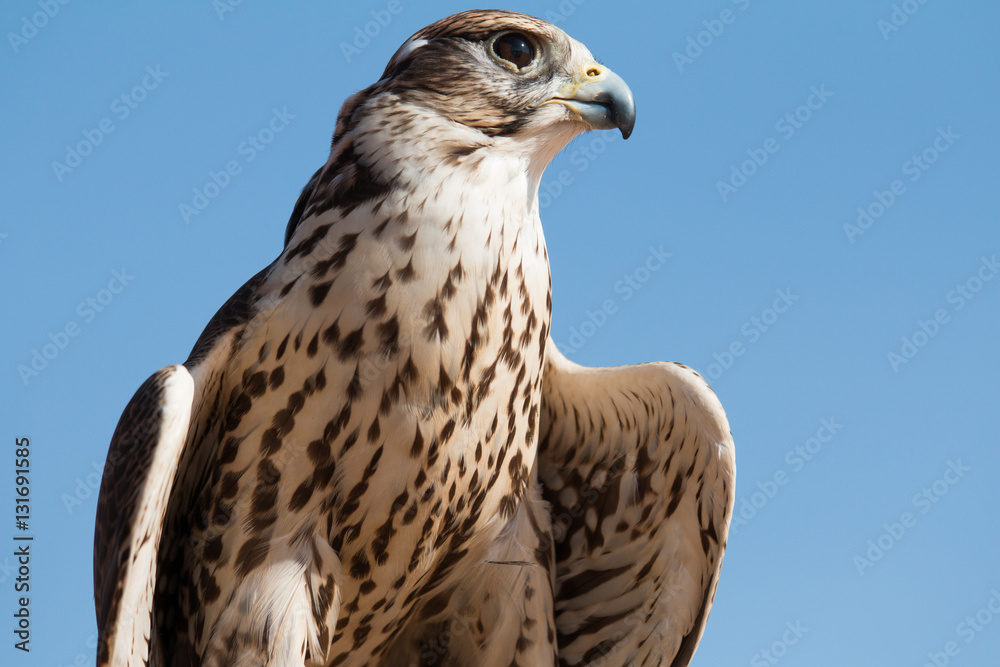 Male saker falcon (Falco cherrug) with his prey after a desert falconry show in Dubai Desert Conserv
