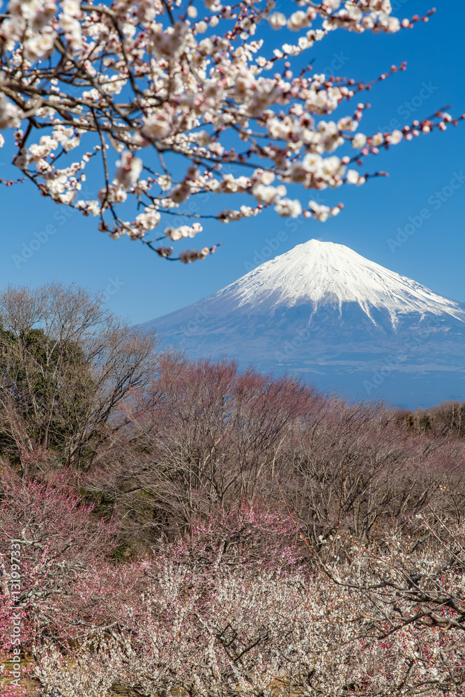 Chinese plum flower and Mountain Fuji in spring season..
