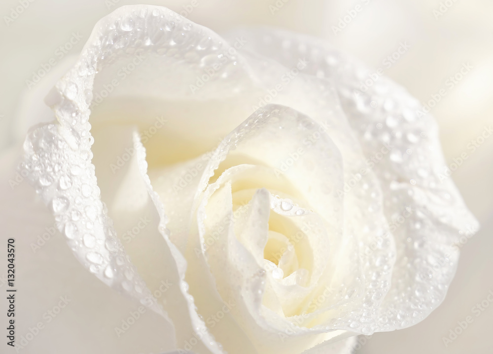 Beautiful white rose in dew drops close-up macro soft focus spring outdoor on a soft blurred white b