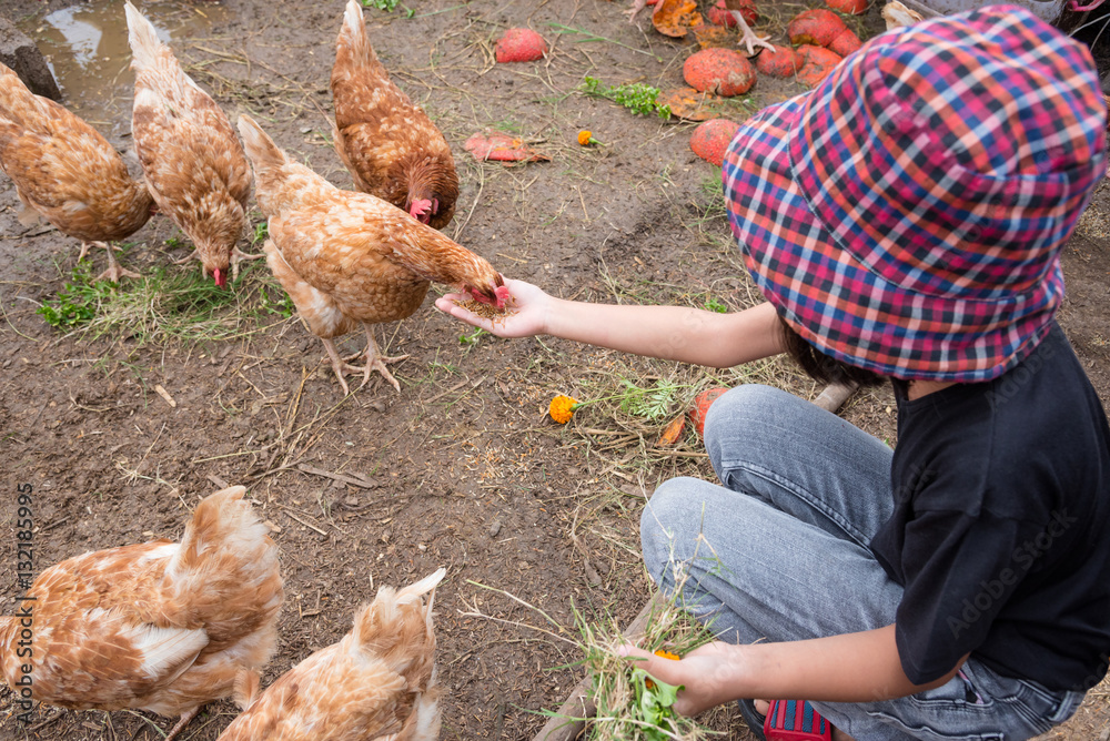 Young girl feeding grain to hen by hand