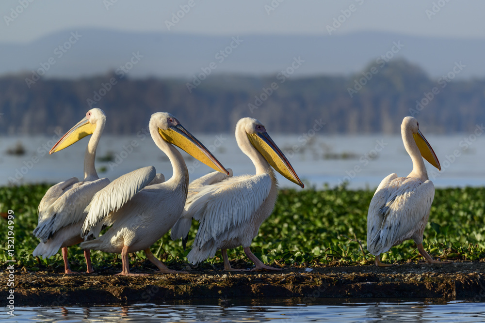 Great white pelican (also known as the eastern white pelican, rosy pelican or white pelican) (Peleca