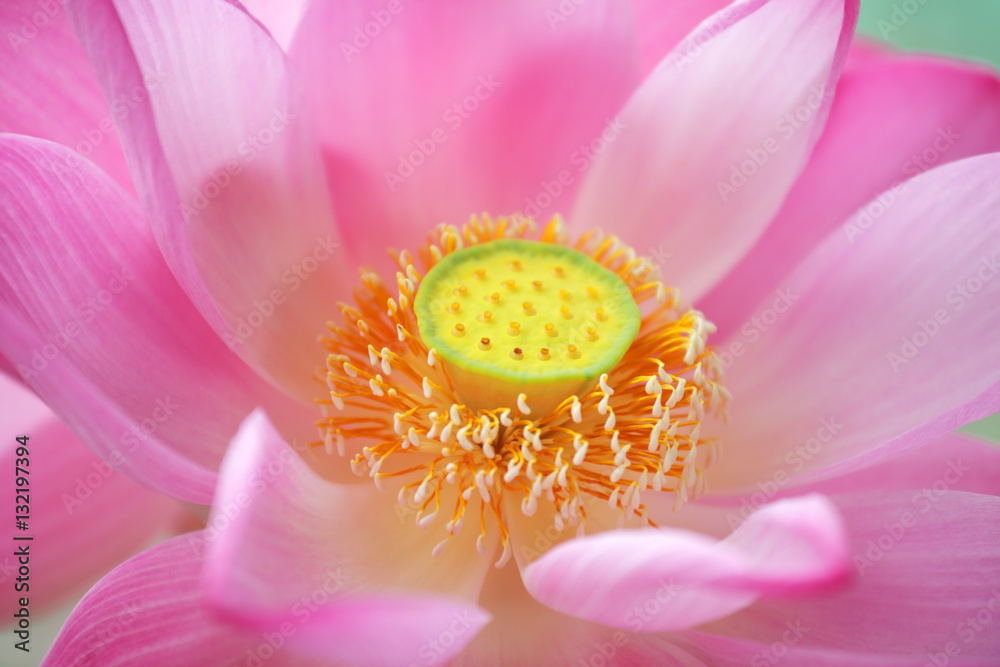 Close-up of blossom pink lotus flowers