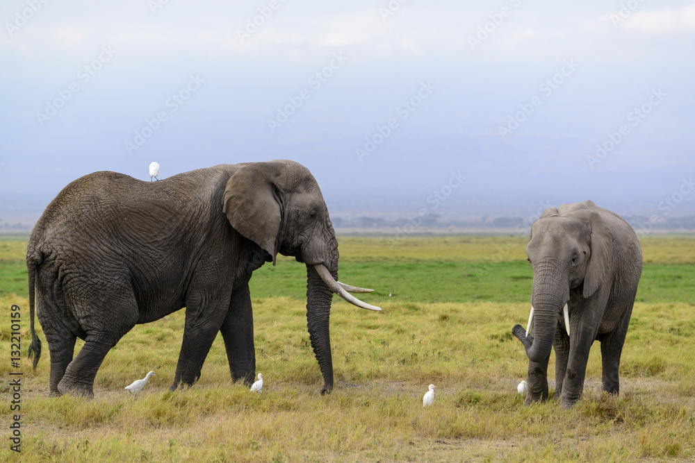 African bush elephant or African Elephant (Loxodonta africana) and cattle egret (Bubulcus ibis). Amb