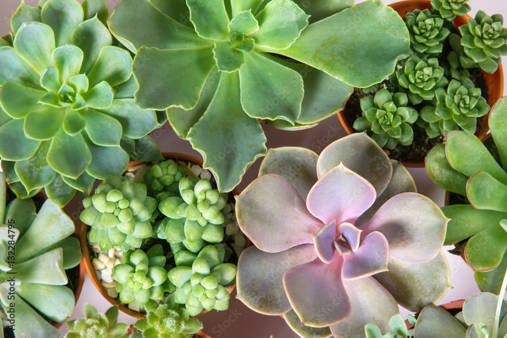 arrangement of succulents or cactus succulents , overhead or top