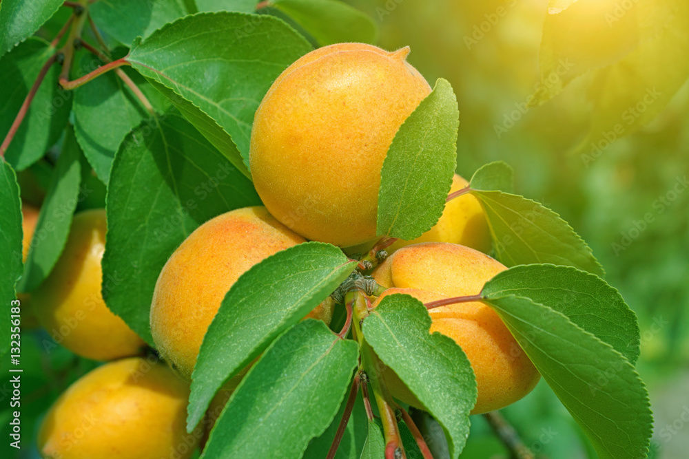夏树上成熟的杏子