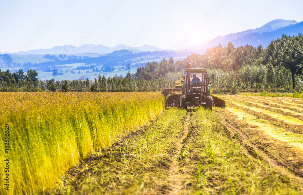 Harvesters harvest crops in the sun, pastoral scenery.