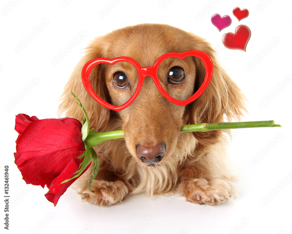 Valentine Dachshund puppy
