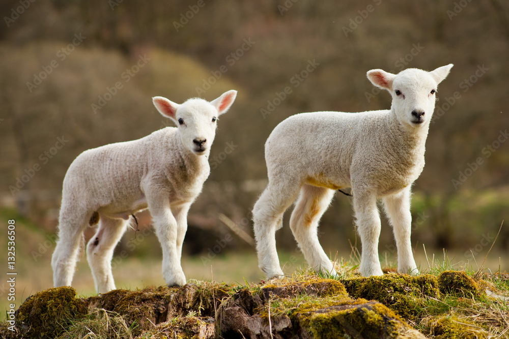 White Lambs