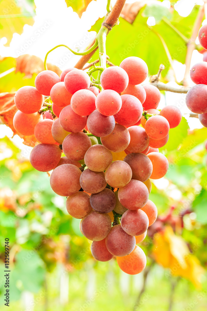 Vineyard ripe grapes in autumn harvest season