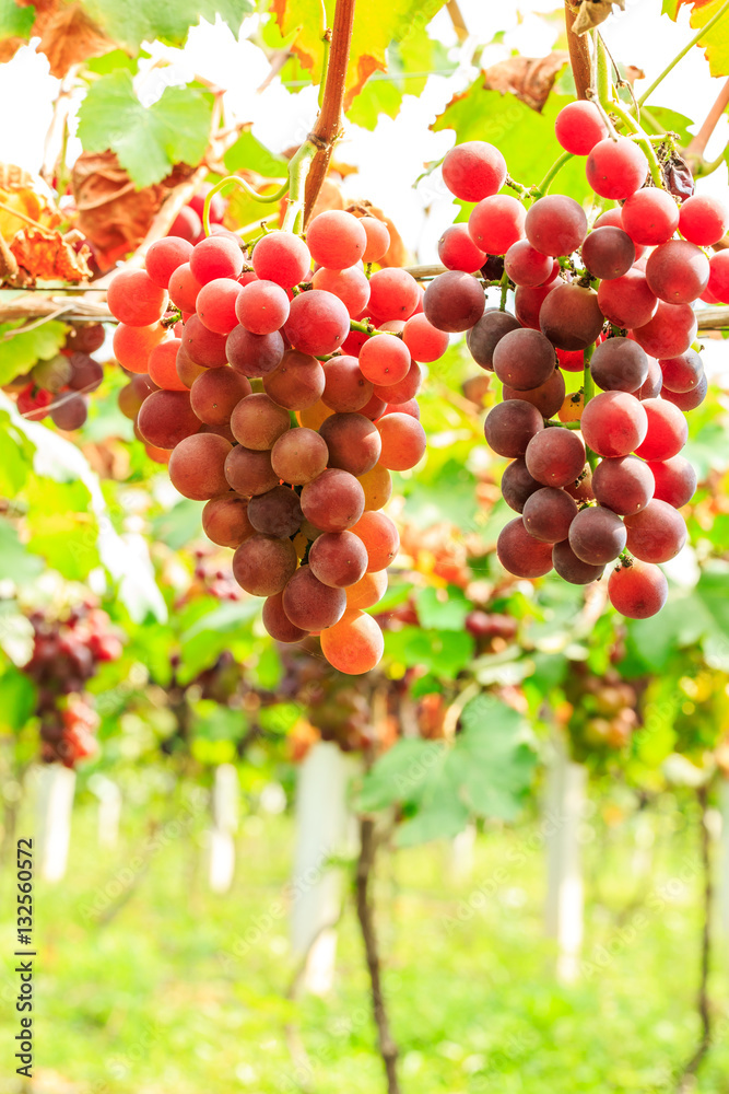 Vineyard ripe grapes in autumn harvest season