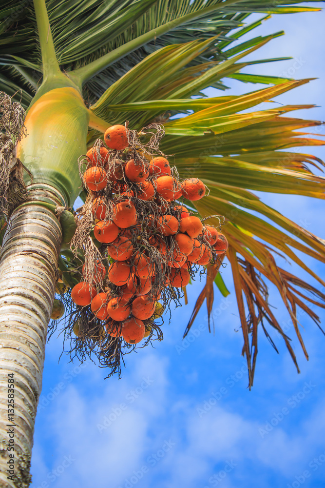 Palm kernel on tree