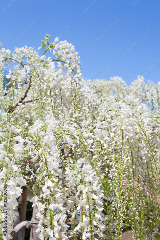 Beauty white wisteria blooming in spring season