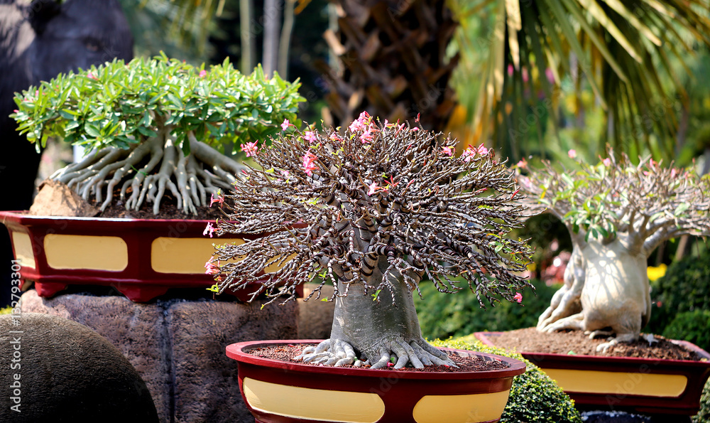 Beautiful amazing bonsai