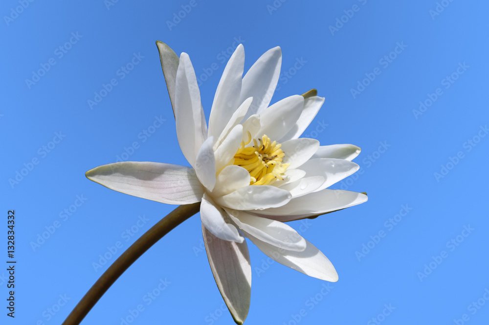 蓝天上的白百合花。