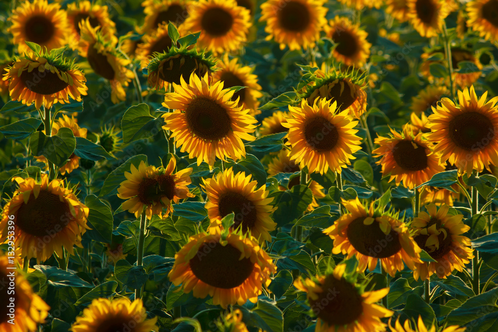 Field of sunflowers with evening lighting