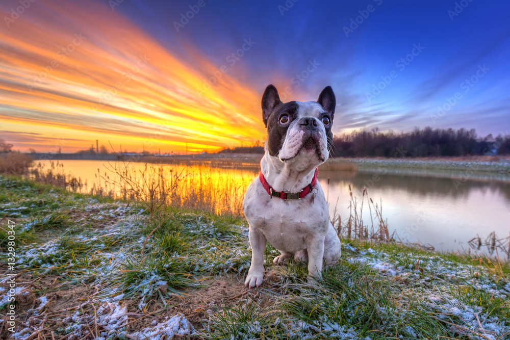 French bulldog on the walk at sunrise