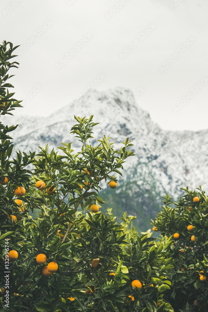 Orange trees with ripe oranges in mountain garden in Dim Cay district of Alanya, Antalya province, M