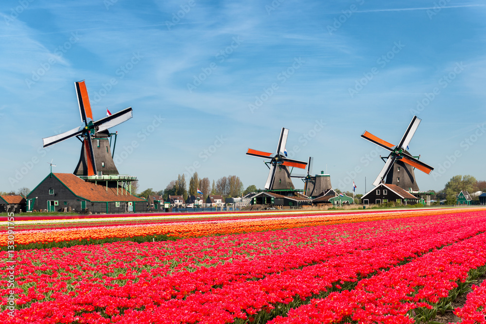 Landscape of Netherlands bouquet of tulips and windmills in the