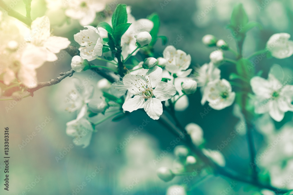 Flowering, blooming fruit tree - elective focus on flower petals, stamens and pistil