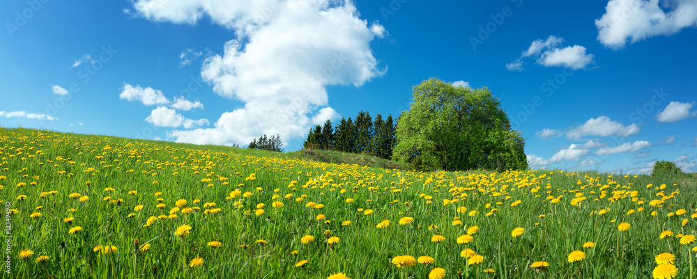 绿色的田野，黄色的蒲公英和蓝色的天空。山上的草和花的全景