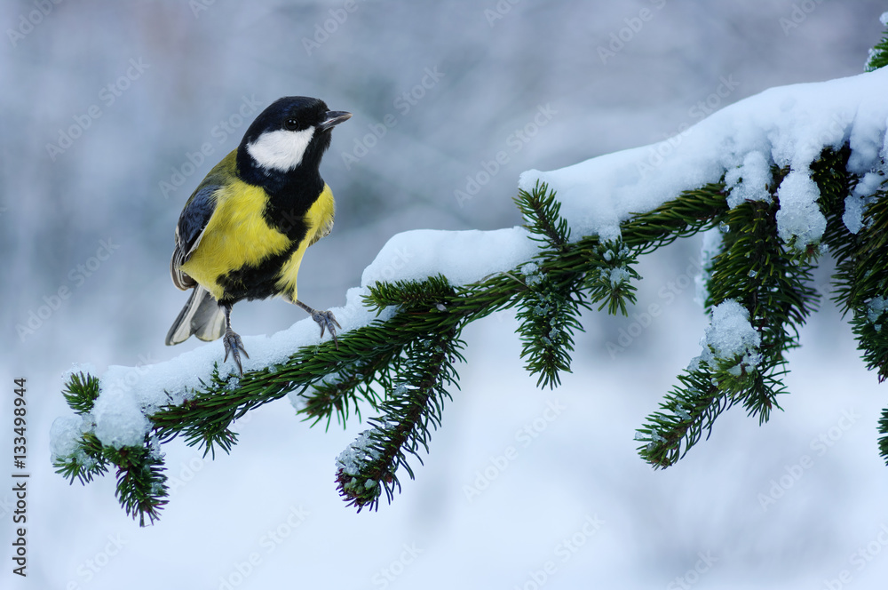 Tit sitting on spruce branches