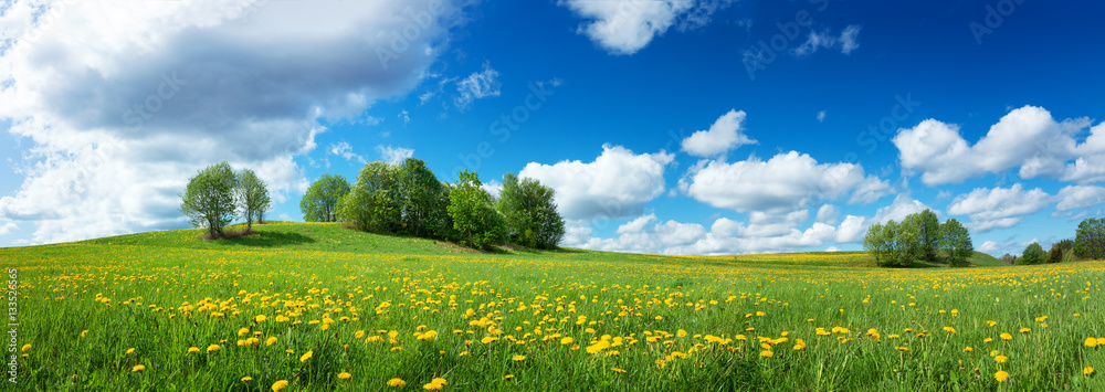 Green field with yellow dandelions and blue sky. Panoramic view to grass and flowers on the hill on 