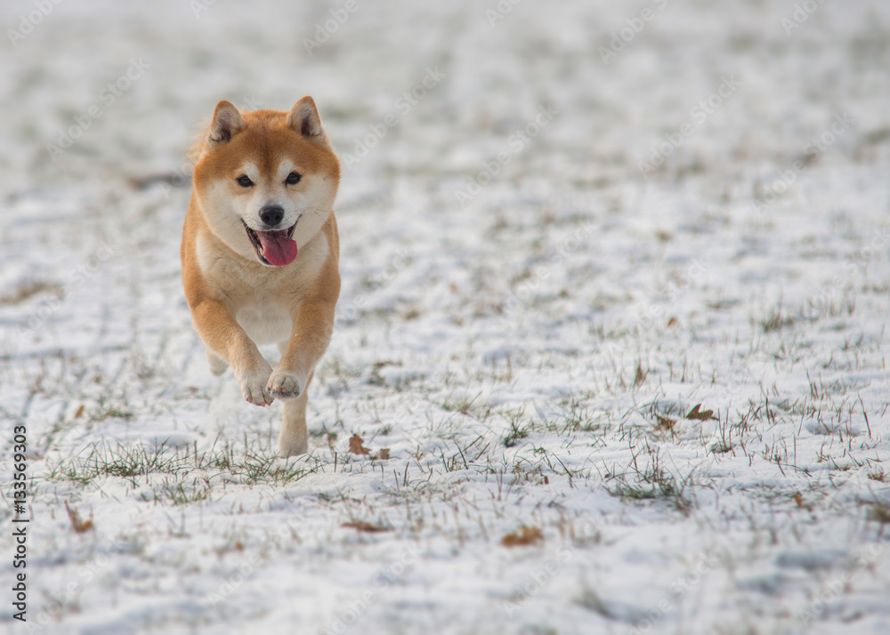 Red Shiba inu dog on the snow