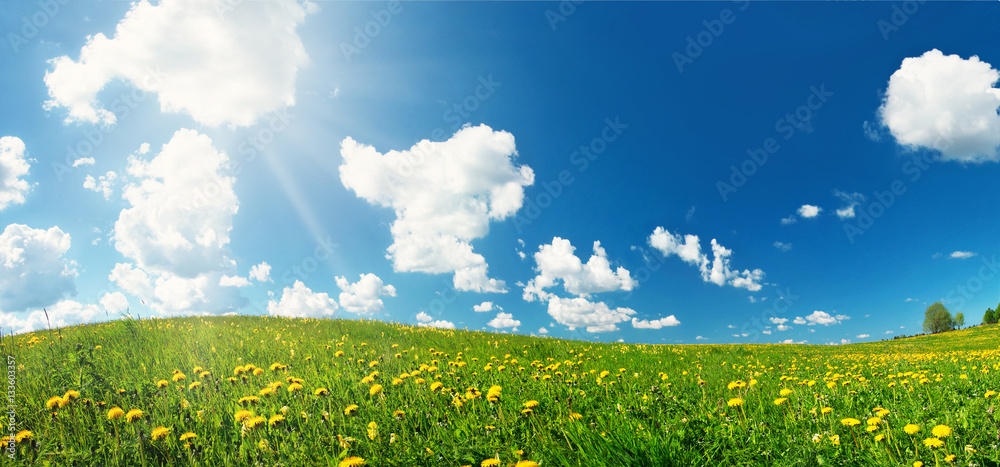 Green field with yellow dandelions and blue sky. Flowers on grassland in beautiful sunny weather wit