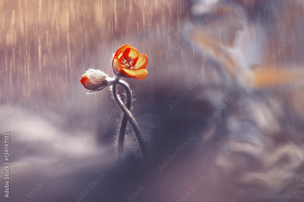 Two woven spring flower in the rain in a forest in spring close-up with soft focus. The romantic ima