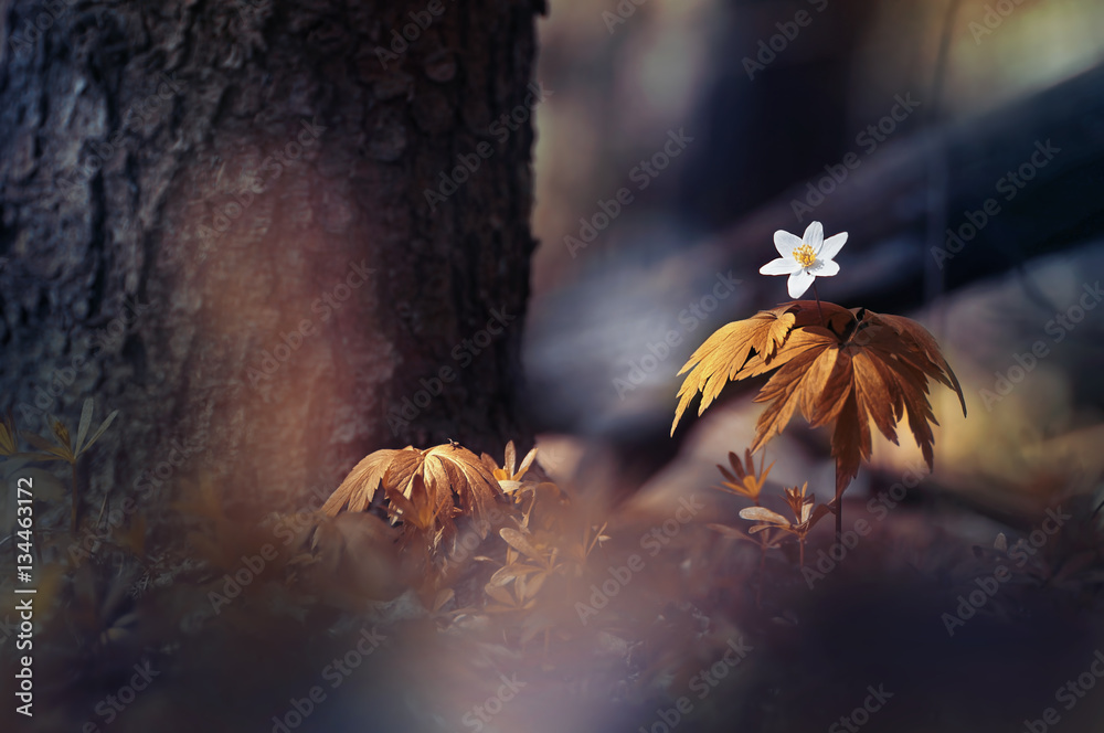 Wild forest White anemone flower in woods on nature under a tree in sun on a dark brown gold backgro