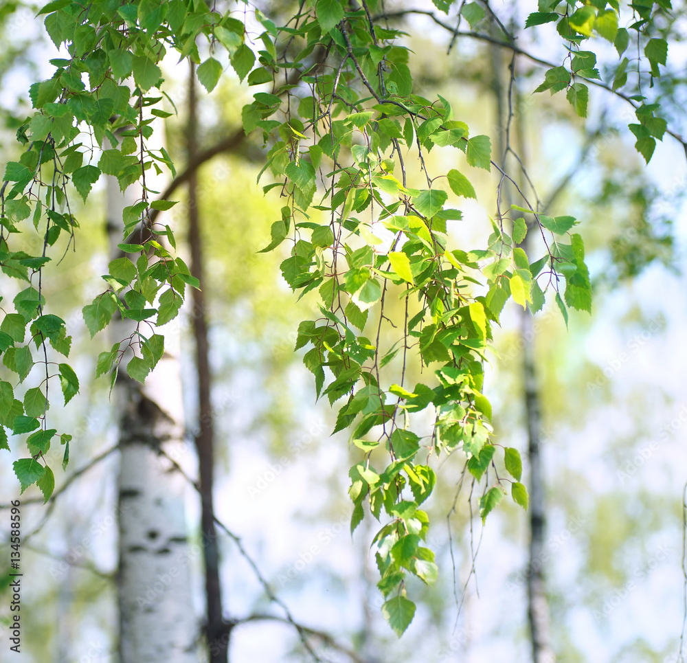 Young first fresh green leaves on the branches of a birch in the spring on the nature close up in th