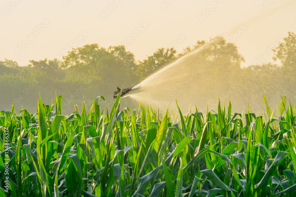 用水泉给农田里的玉米地浇水