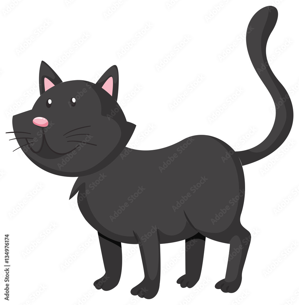 Black cat standing on four legs
