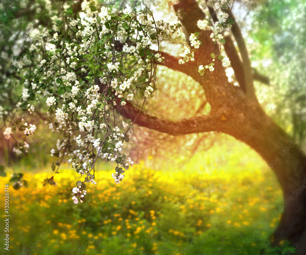 flowering apple tree in spring outdoors against the backdrop of nature in the sun. Blooming garden i