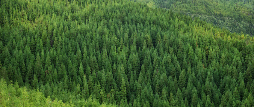 Aerial view of huge green fresh healthy spruce tree forest, panorama texture background pattern