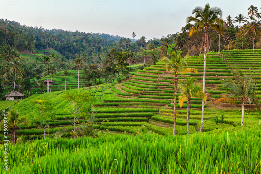 Beautiful view of Balinese green rice growing on tropical field terraces. Best scenic Asian backgrou