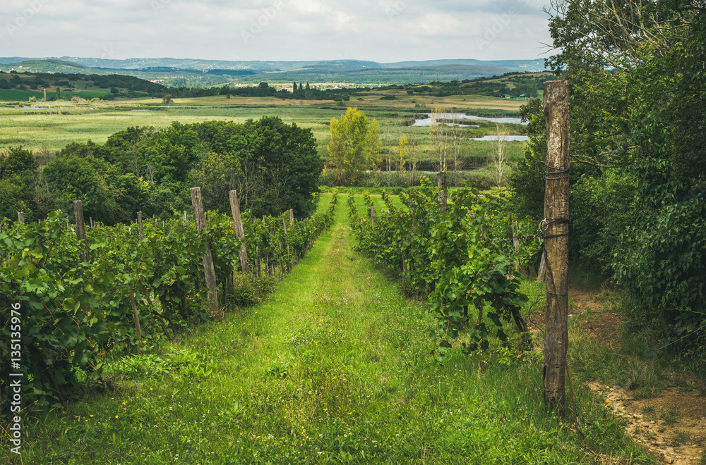Wineyards in Tihany peninsula at lake Balaton on clear summer day, Hungary