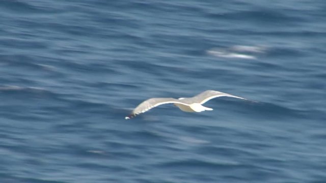 Flying seagull in slow motion
