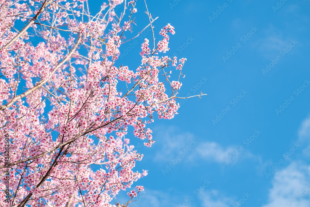 春日樱花，粉色花朵