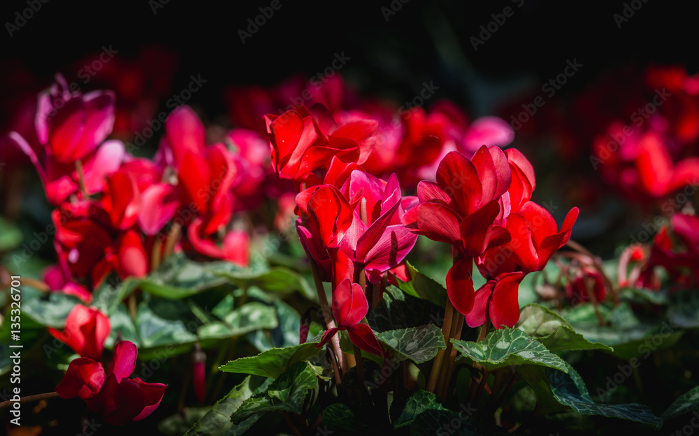 美丽的红色仙客来花是冬季花（仙客来）