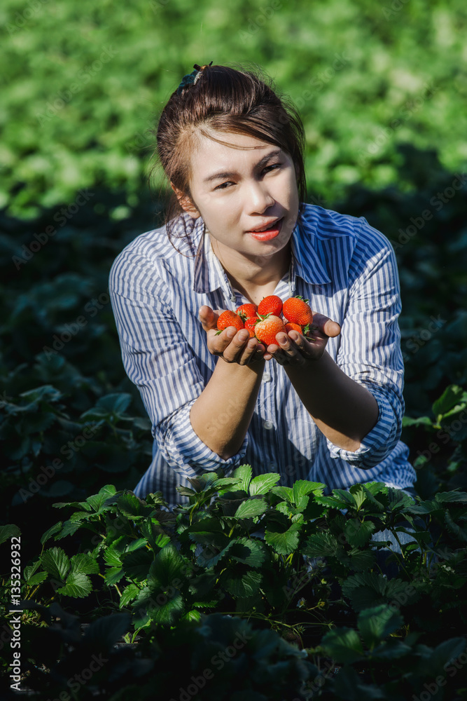 red strawberry on women s hands in agricultural garden