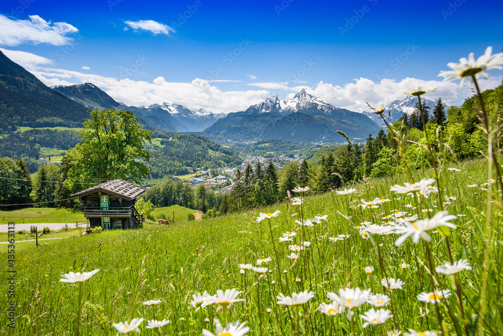 Blooming meadow with alpine hut in front of Watzmann