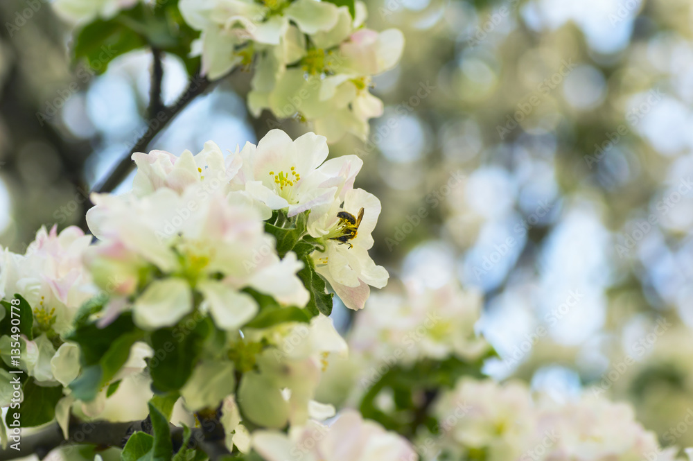 Bee on apple flower in spring garden