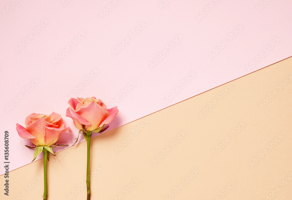 两朵粉色玫瑰