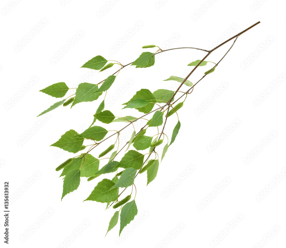 Birch leaves isolated. without shadow