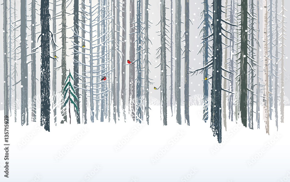 Winter forests background, combined from forest  trees and snow in the landscape.