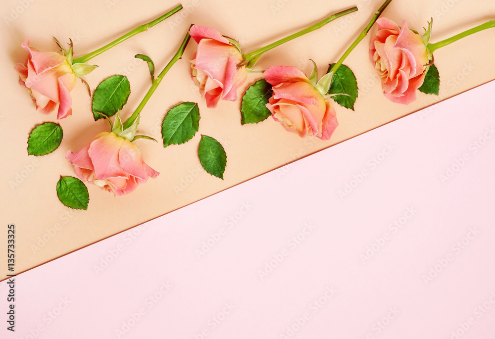 pink roses on colorful paper background
